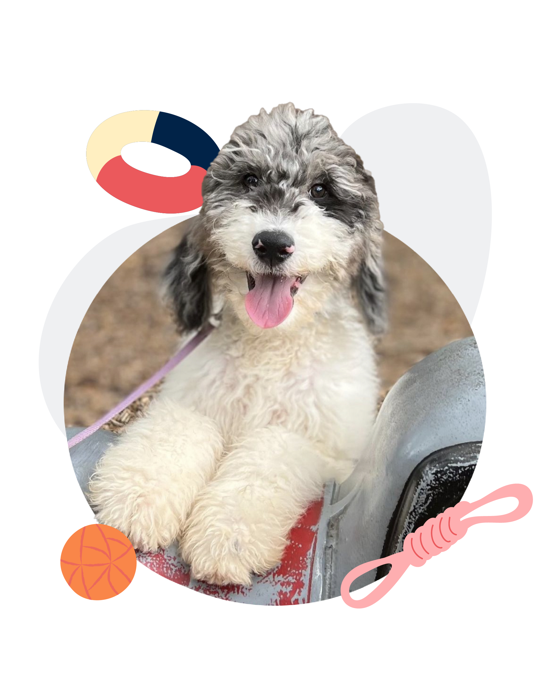 LiTL Prodiges Dog Trainers