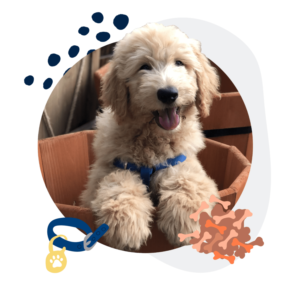 puppy training in Charlotte